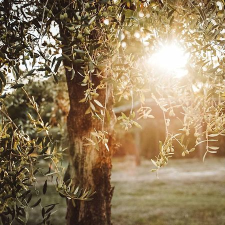 Agriturismo Podere Luchiano Amelia Kültér fotó