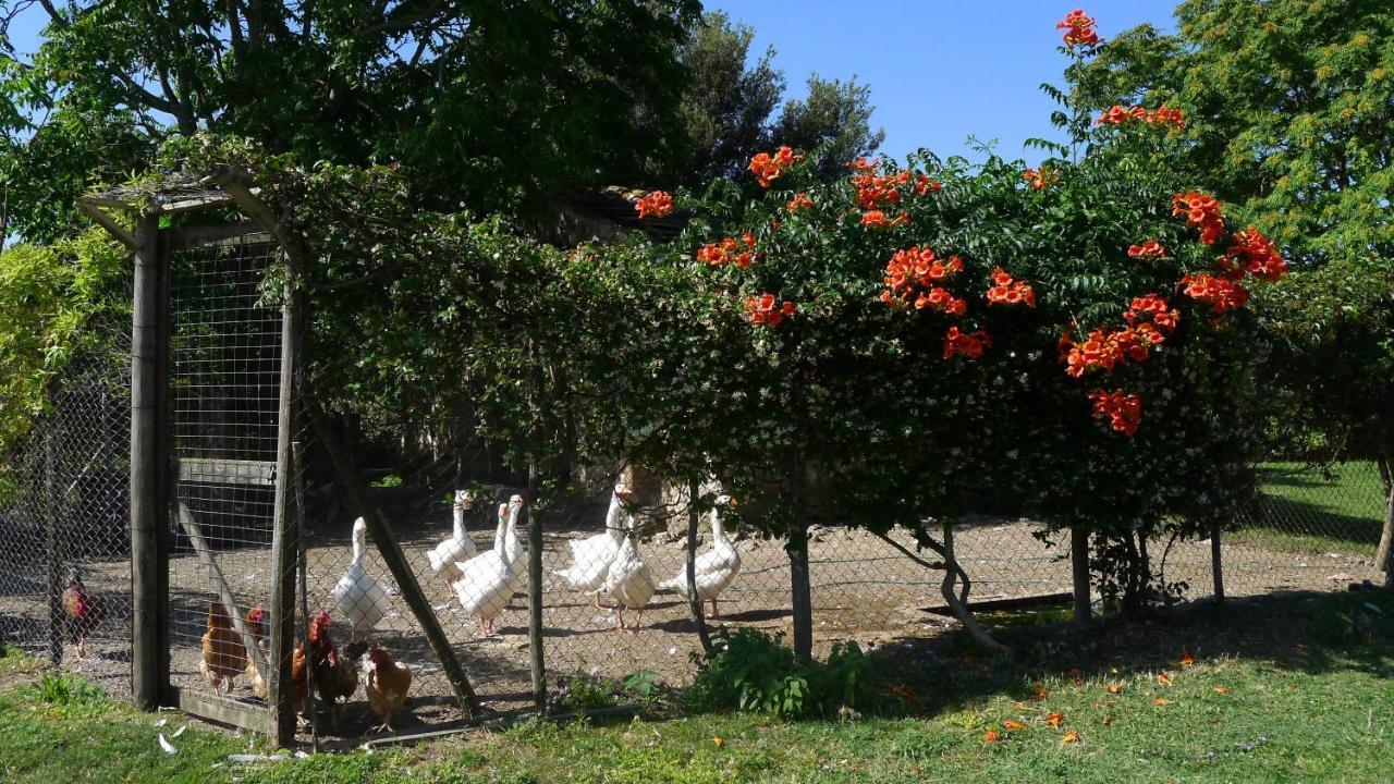 Agriturismo Podere Luchiano Amelia Kültér fotó