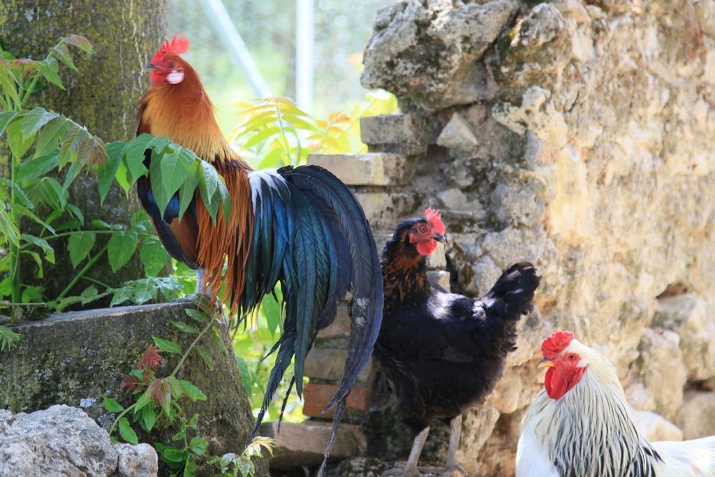 Agriturismo Podere Luchiano Amelia Kültér fotó