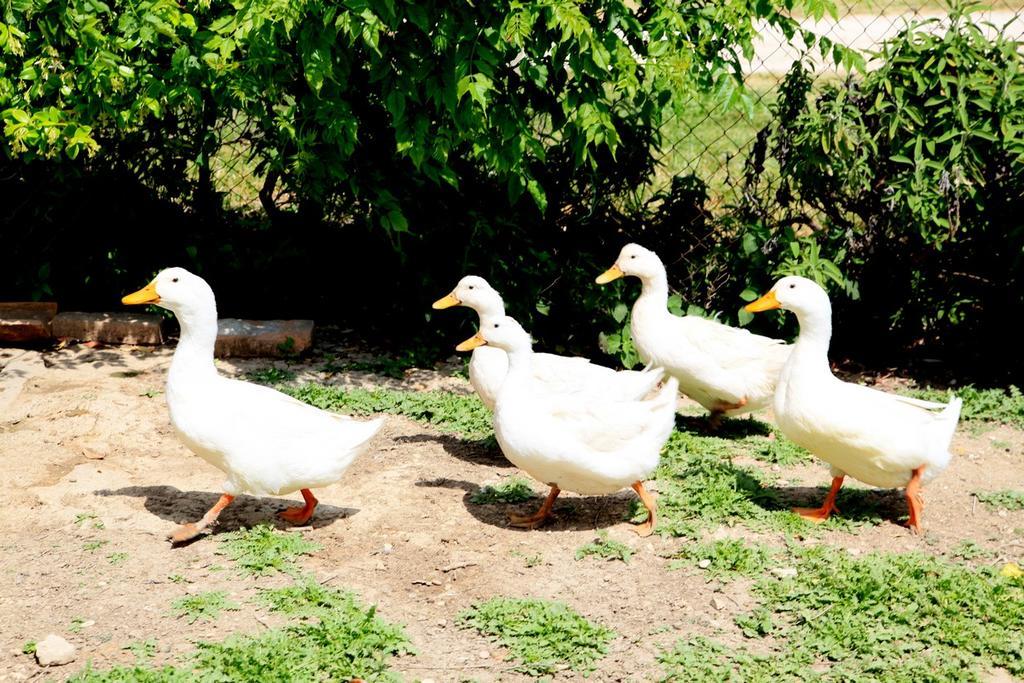 Agriturismo Podere Luchiano Amelia Kültér fotó