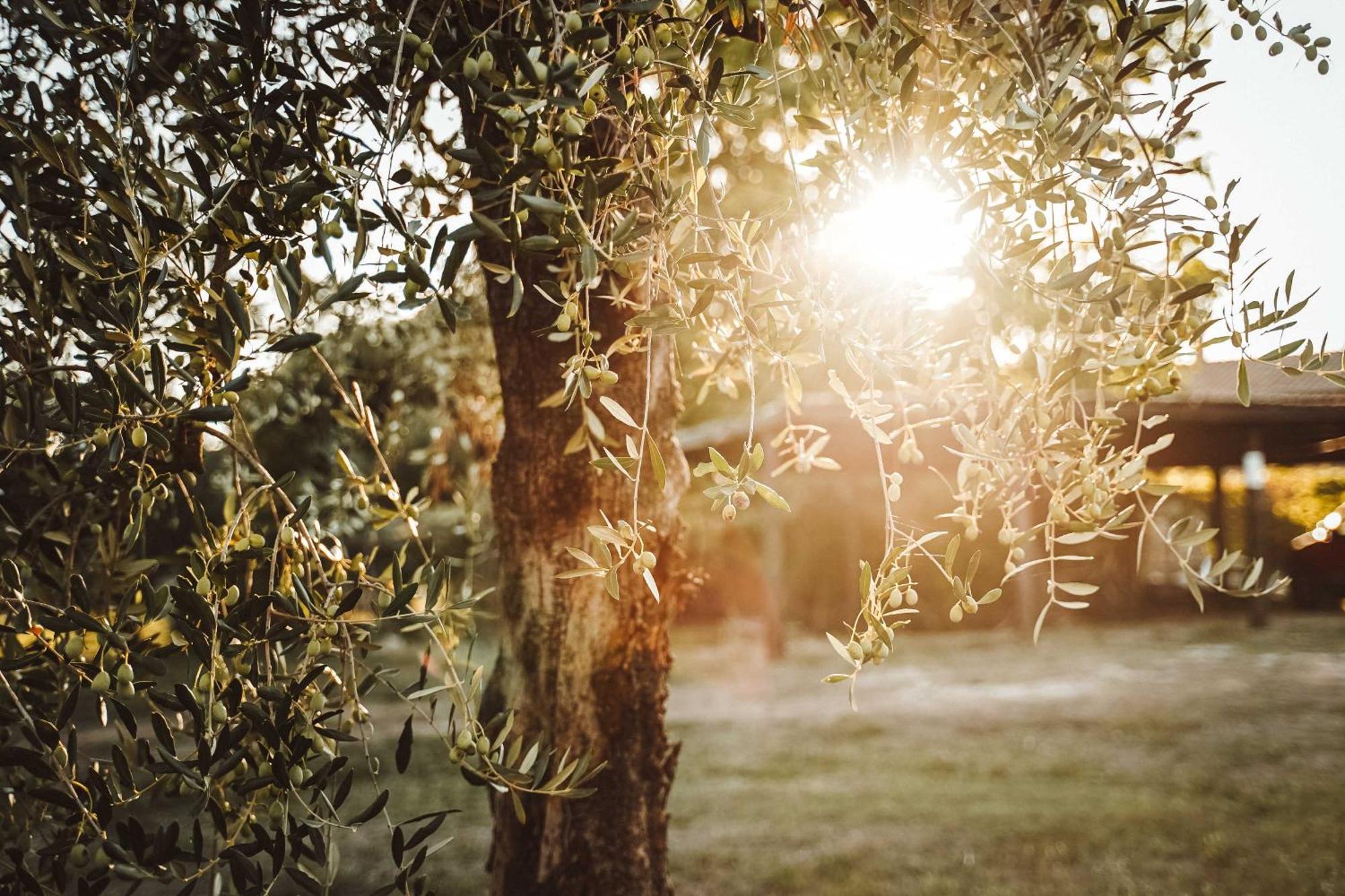 Agriturismo Podere Luchiano Amelia Kültér fotó