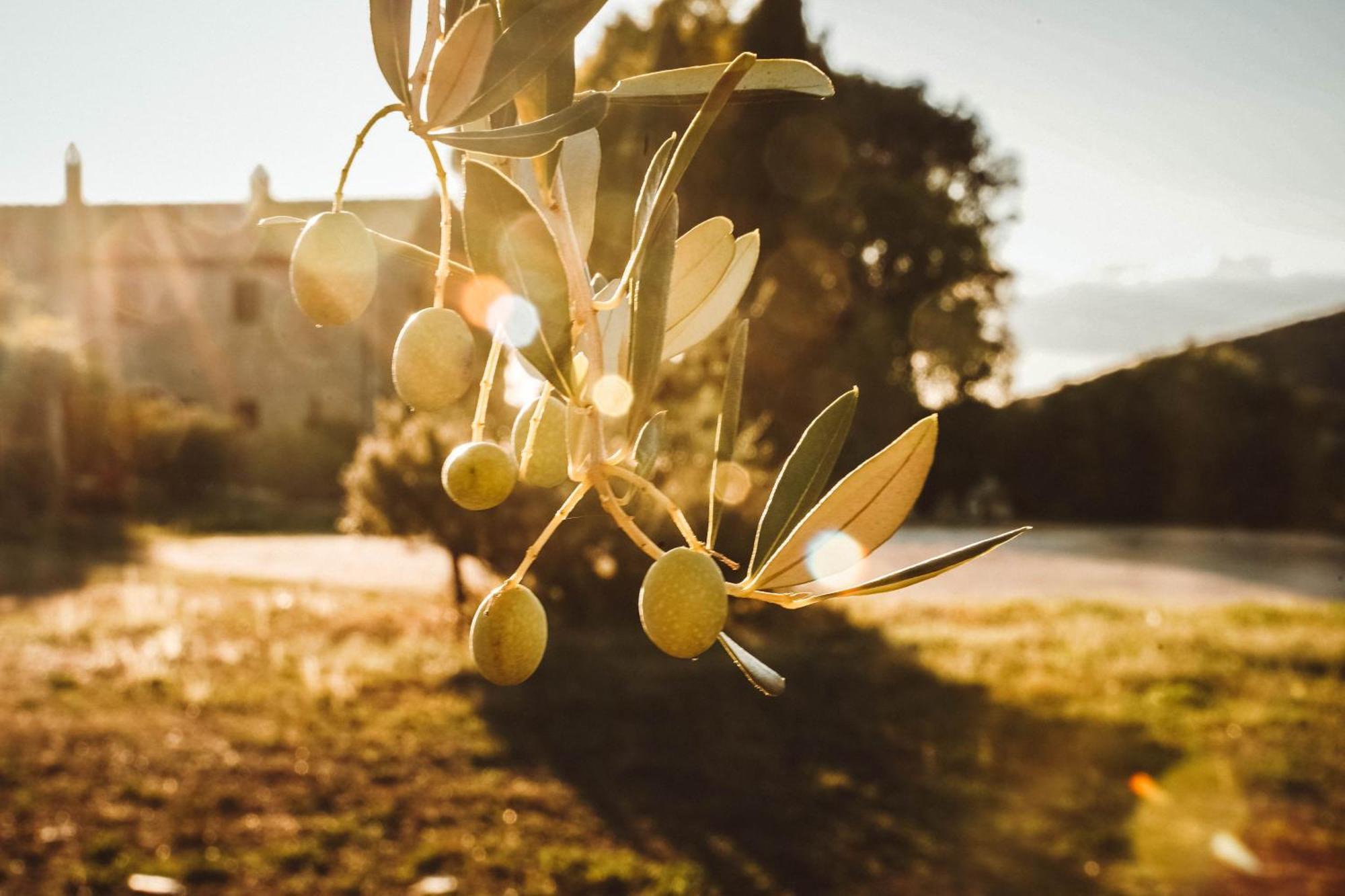 Agriturismo Podere Luchiano Amelia Kültér fotó