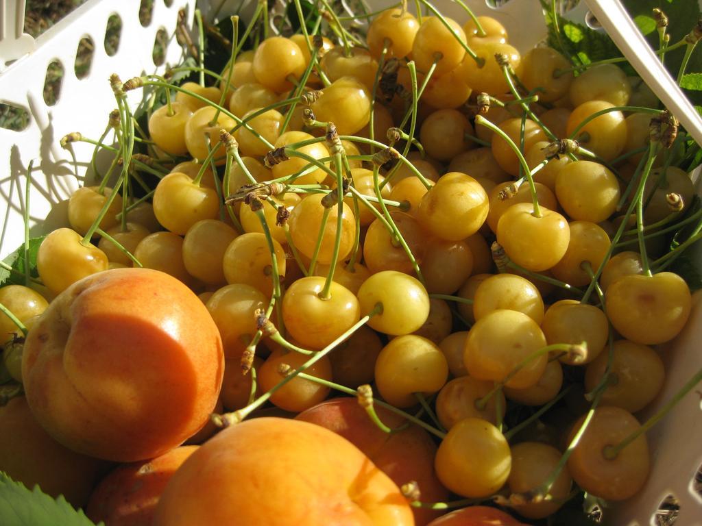 Agriturismo Podere Luchiano Amelia Kültér fotó